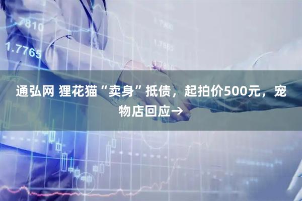 通弘网 狸花猫“卖身”抵债，起拍价500元，宠物店回应→